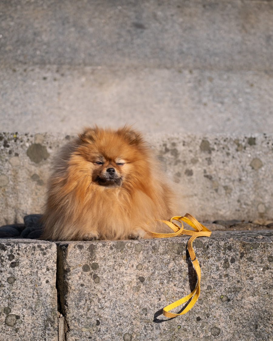 Hundkoppel