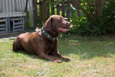 Hundhalsband läder Jade – Maul Ledermanufaktur