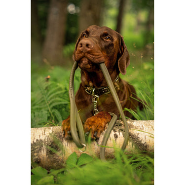 Hundhalsband läder Wild Army – Maul Ledermanufaktur