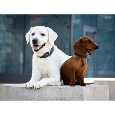 Hundhalsband läder Lord & Lady – Maul Ledermanufaktur