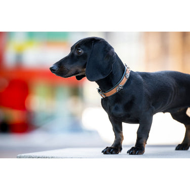 Hundhalsband läder Mini Jagdglück – Maul Ledermanufaktur