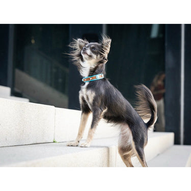 Hundhalsband läder Mini Ibiza – Maul Ledermanufaktur