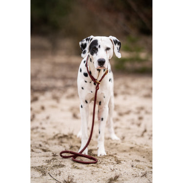 Hundkoppel läder Retriever 160 cm – Maul Ledermanufaktur
