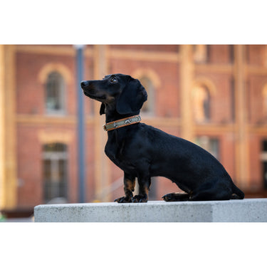 Hundhalsband läder Mini Waldsheriff – Cognac & Khaki – Maul Ledermanufaktur