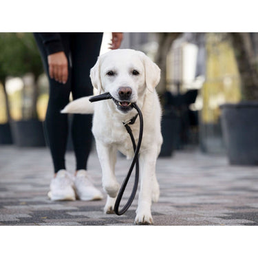 Hundkoppel läder Retriever 160 cm – Maul Ledermanufaktur