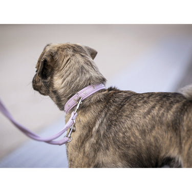 Hundhalsband läder Mini Sunrise – Maul Ledermanufaktur