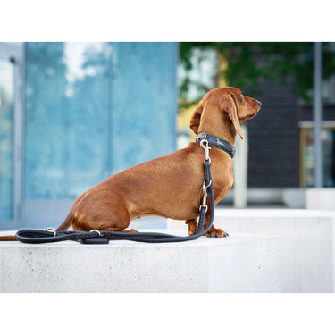 Hundhalsband läder Tax – Nappaläder med unika detaljer – Maul Ledermanufaktur