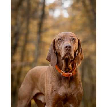 Hundhalsband läder Mono Pop – Maul Ledermanufaktur