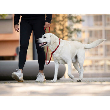 Hundkoppel läder Retriever 160 cm – Maul Ledermanufaktur