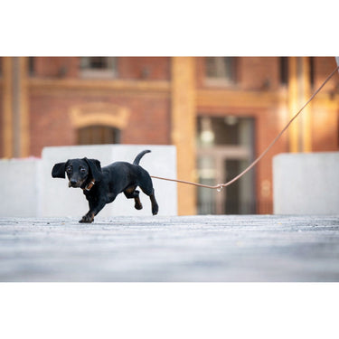 Hundkoppel läder Rundsytt 300 cm – Maul Ledermanufaktur