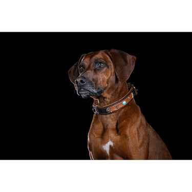 Hundhalsband läder Toronto – Maul Ledermanufaktur