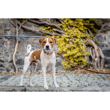 Hundhalsband läder SALE – Maul Ledermanufaktur