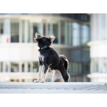 Hundhalsband läder Mini Dark Diamond – Maul Ledermanufaktur