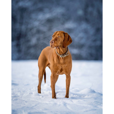 Hundhalsband läder Waldsheriff – Khaki & Cognac – Maul Ledermanufaktur