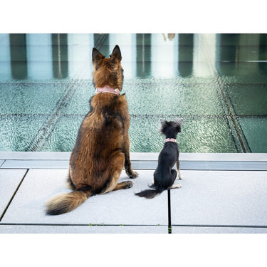 Hundhalsband läder Nesthäkchen – Maul Ledermanufaktur