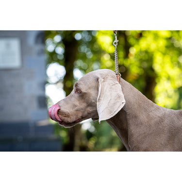 Exklusivt hundhalsband läder – perfekt för showringen – Maul Ledermanufaktur