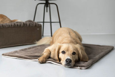 Hundfilt Webpelz – Maul Ledermanufaktur