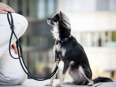 Hundhalsband läder Mini – Maul Ledermanufaktur