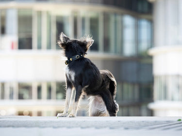 Hundhalsband läder Mini – Maul Ledermanufaktur