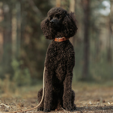 Hundhalsband Lou Brown Beige med namnbricka Don Lorino