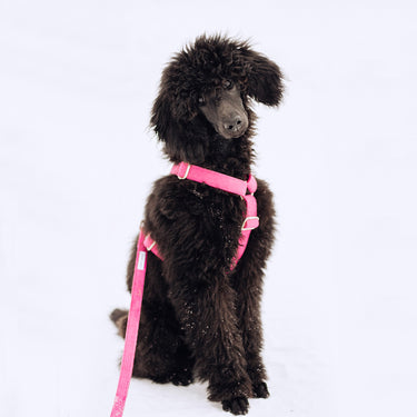 Hundsele Click Pop Pink Don Lorino