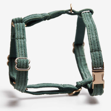 Hundsele Petit Pop Green Don Lorino