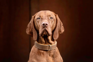 Dog Collar Leather Klassik Premium Mokka – Maul Ledermanufaktur - Gul