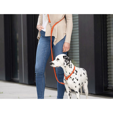Hundhalsband läder Holi Color – Maul Ledermanufaktur