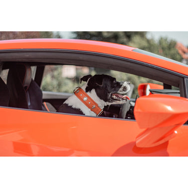Hundhalsband läder Diamond i orange – elegant design – Maul Ledermanufaktur
