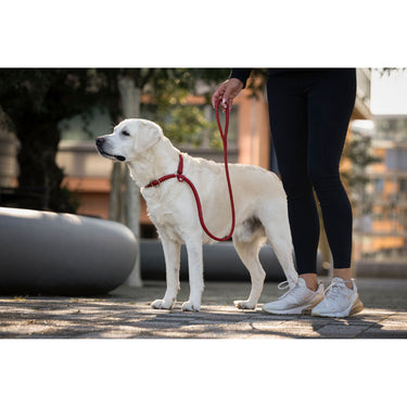 Hundkoppel läder Retriever 160 cm – Maul Ledermanufaktur