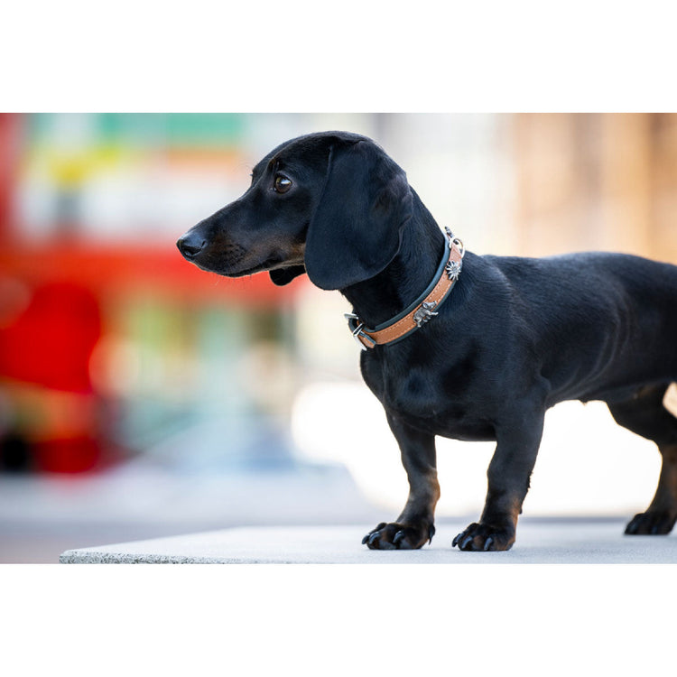 Dog Collar Leather Mini Jagdglück – Maul Ledermanufaktur