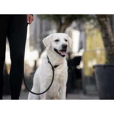 Hundkoppel läder Retriever 160 cm – Maul Ledermanufaktur