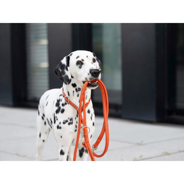 Hundkoppel läder Rundsytt Holi Color – Maul Ledermanufaktur