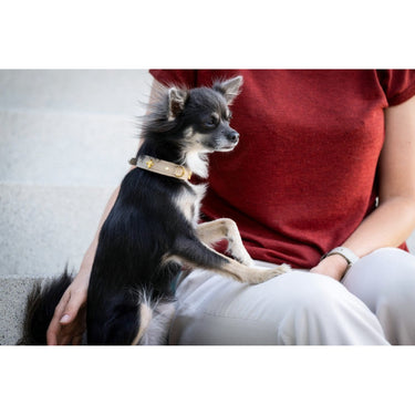 Hundhalsband läder Mini Fleur – Maul Ledermanufaktur