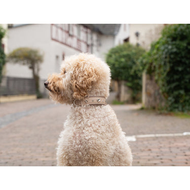 Hundhalsband läder St. Tropz – Maul Ledermanufaktur