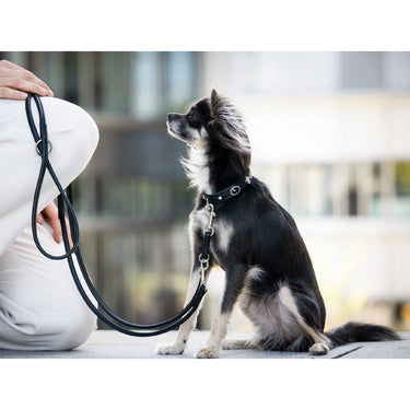 Hundhalsband läder Mini Dark Diamond – Maul Ledermanufaktur