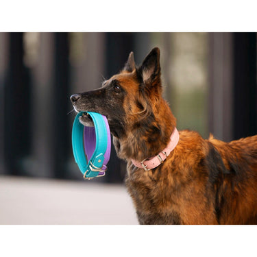 Hundhalsband läder Klassik Soft – Maul Ledermanufaktur