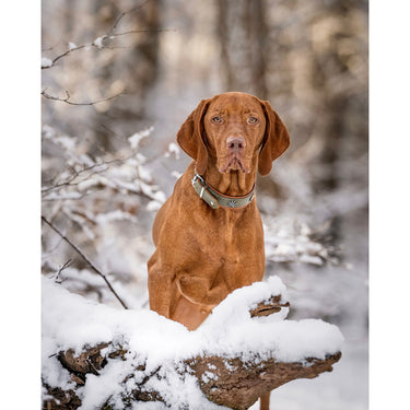 Hundhalsband läder Waldsheriff – Khaki & Cognac – Maul Ledermanufaktur