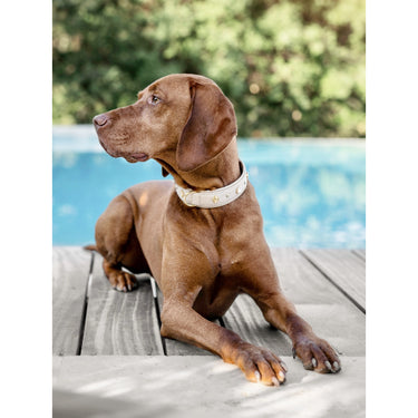 Hundhalsband läder Diamond – Maul Ledermanufaktur