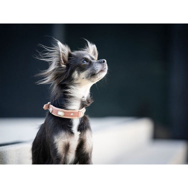 Hundhalsband läder Nesthäkchen – Maul Ledermanufaktur