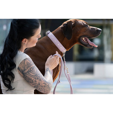 Hundhalsband läder Sunrise – Maul Ledermanufaktur