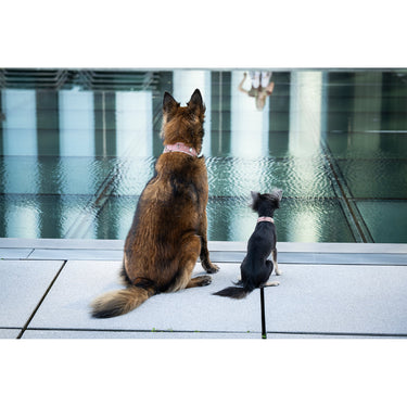 Hundhalsband läder Nesthäkchen – Maul Ledermanufaktur