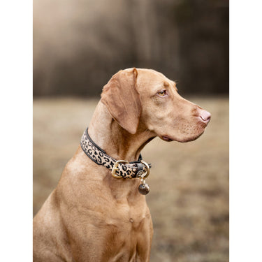 Hundhalsband läder Afrika – Maul Ledermanufaktur