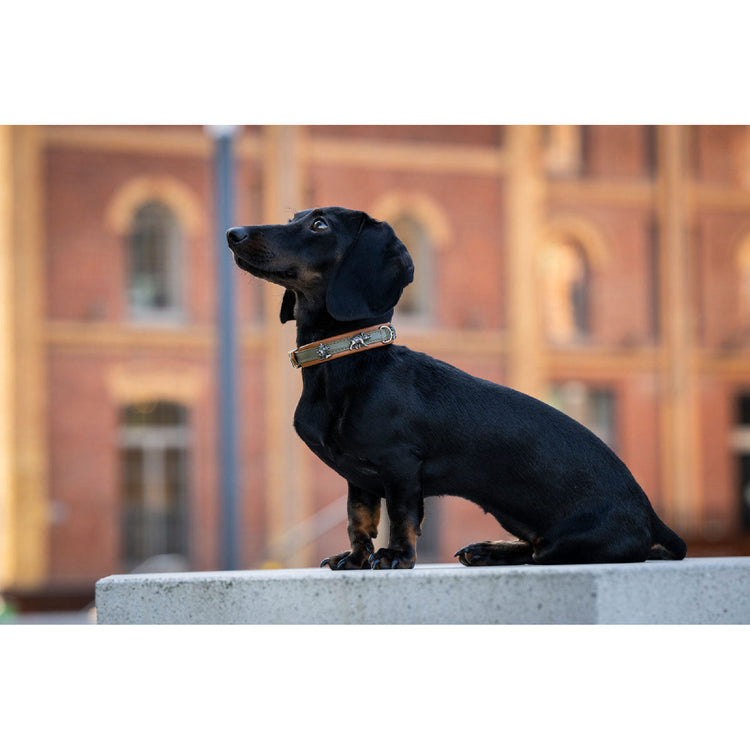 Dog Collar Leather Mini Skogssheriff – Maul Ledermanufaktur
