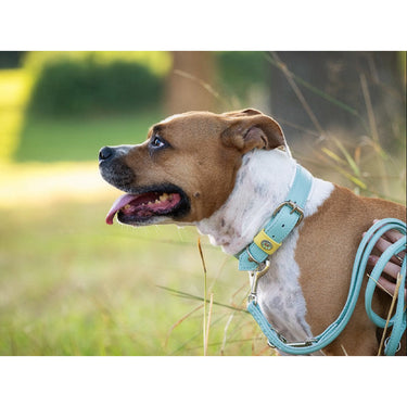 Hundhalsband läder Spring Break – Maul Ledermanufaktur