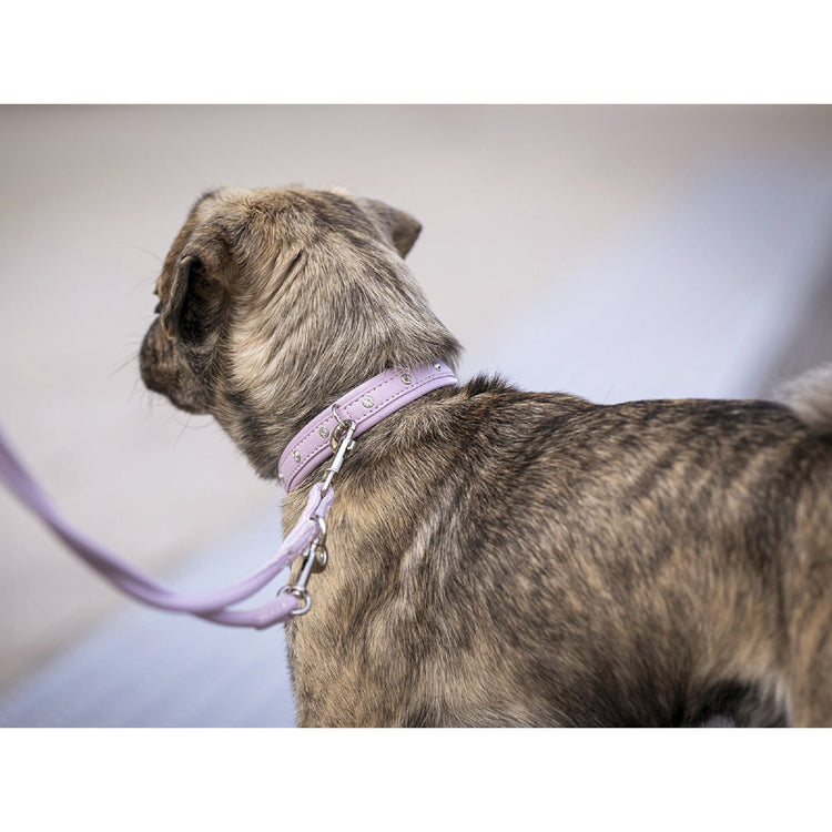 Hundhalsband läder Mini Sunrise – Maul Ledermanufaktur