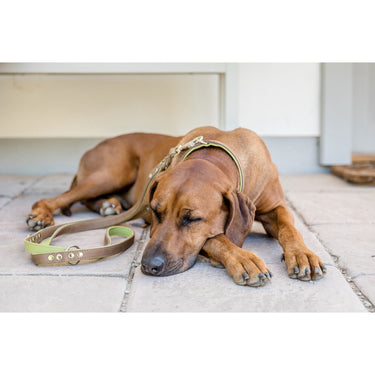 Hundkoppel läder Klassik Premium 200 cm – Maul Ledermanufaktur