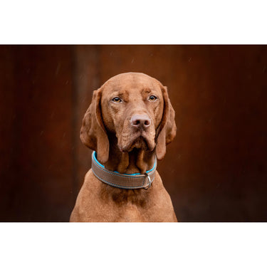 Hundhalsband läder Klassik Premium – Maul Ledermanufaktur