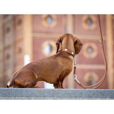 Hundhalsband läder Svart – Maul Ledermanufaktur