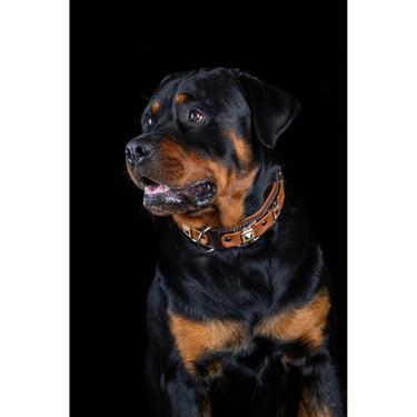 Hundhalsband läder Texas – Maul Ledermanufaktur